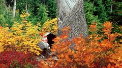 Landscapes nature Trees autumn