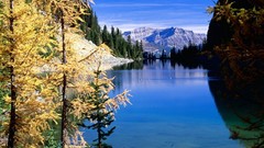 Landscapes nature Trees autumn