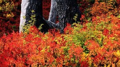 Landscapes nature Trees autumn