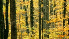 Landscapes nature Trees autumn