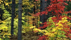 Landscapes nature Trees autumn