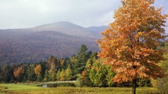 Landscapes nature Trees autumn