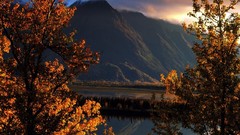 Landscapes nature Trees autumn