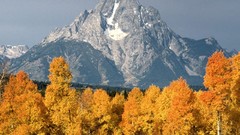 Landscapes nature Trees autumn