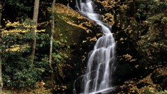 Landscapes nature Trees autumn