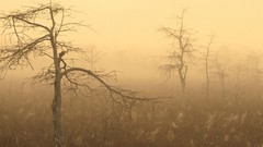Landscapes nature Trees autumn