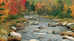 Landscapes nature Trees autumn