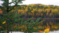 Landscapes nature Trees autumn