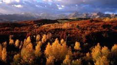Landscapes nature Trees autumn
