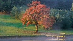 Landscapes nature Trees autumn