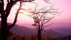 Landscapes nature Trees autumn
