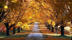 Landscapes nature Trees autumn