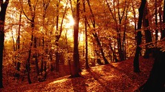 Landscapes nature Trees autumn