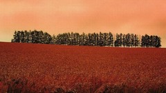 Landscapes nature Trees autumn