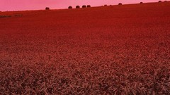 Landscapes nature Trees autumn