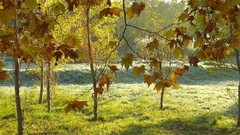 Landscapes nature Trees autumn