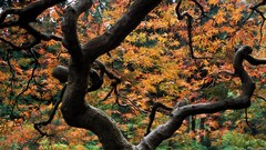 Landscapes nature Trees autumn