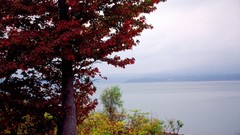 Landscapes nature Trees autumn