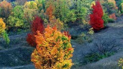 Landscapes nature Trees autumn