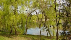 Landscapes nature Trees autumn