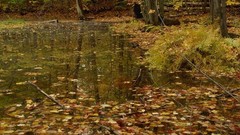 Landscapes nature Trees autumn