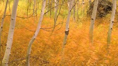 Landscapes nature Trees autumn