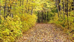 Landscapes nature Trees autumn