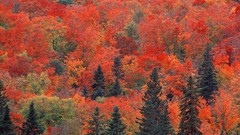 Landscapes nature Trees autumn