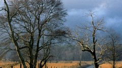 Landscapes nature Trees autumn