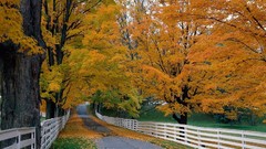 Landscapes nature Trees autumn