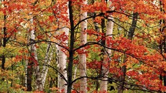 Landscapes nature Trees autumn