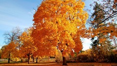 Landscapes nature Trees autumn