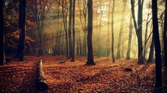 Landscapes nature Trees autumn