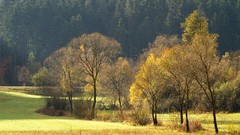 Landscapes nature Trees autumn