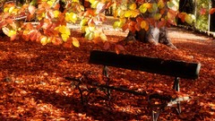 Landscapes nature Trees autumn