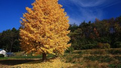 Landscapes nature Trees autumn