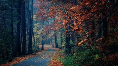 Landscapes nature Trees autumn