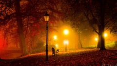 Landscapes nature Trees autumn