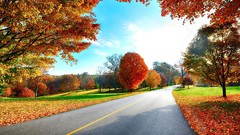 Landscapes nature Trees autumn