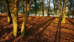 Landscapes nature Trees autumn