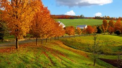 Landscapes nature Trees autumn