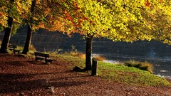 Landscapes nature Trees autumn