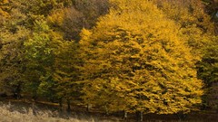 Landscapes nature Trees autumn