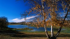 Landscapes nature Trees autumn