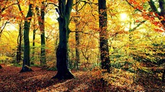 Landscapes nature Trees autumn branches sunlight autumn leaves 