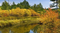 Landscapes nature Trees autumn bushes