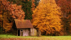 Landscapes nature Trees autumn cabin huts forests Cabin in the 