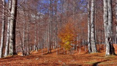 Landscapes nature Trees autumn forests