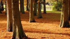 Landscapes nature Trees autumn forests