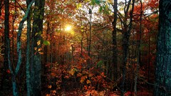 Landscapes nature Trees autumn forests